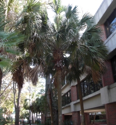 uf-palm-trees