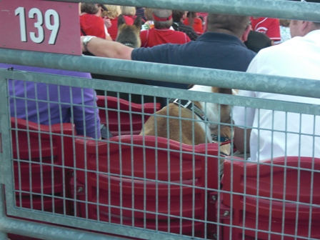 Did that dog have a ticket for that seat?